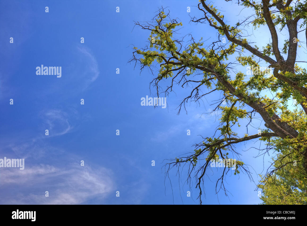 Old tree and sky as background with empty space for your design. Stock Photo