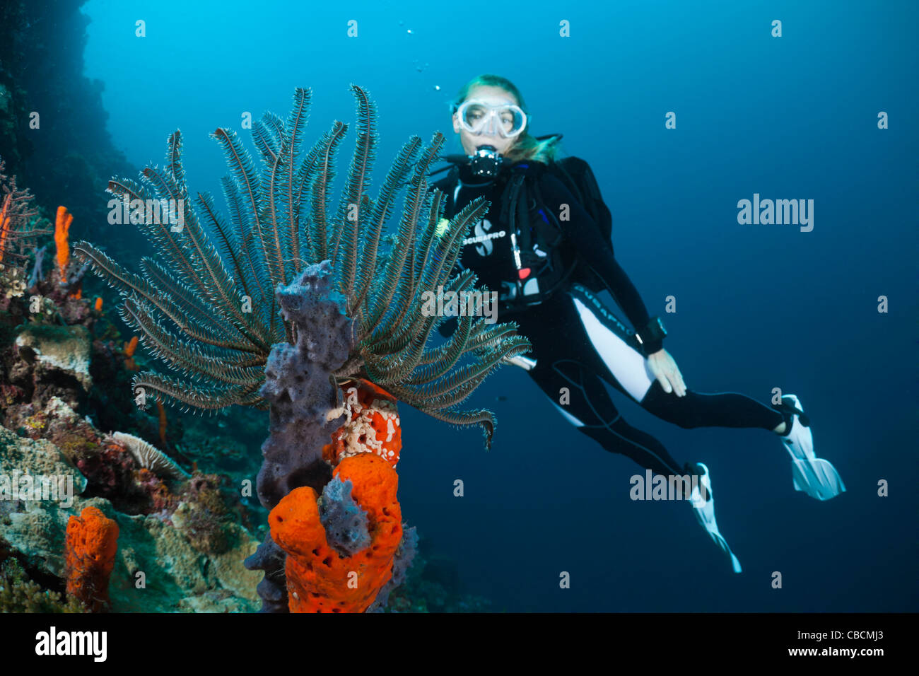 Scuba Diver over Coral Reef, Cenderawasih Bay, West Papua, Indonesia Stock Photo