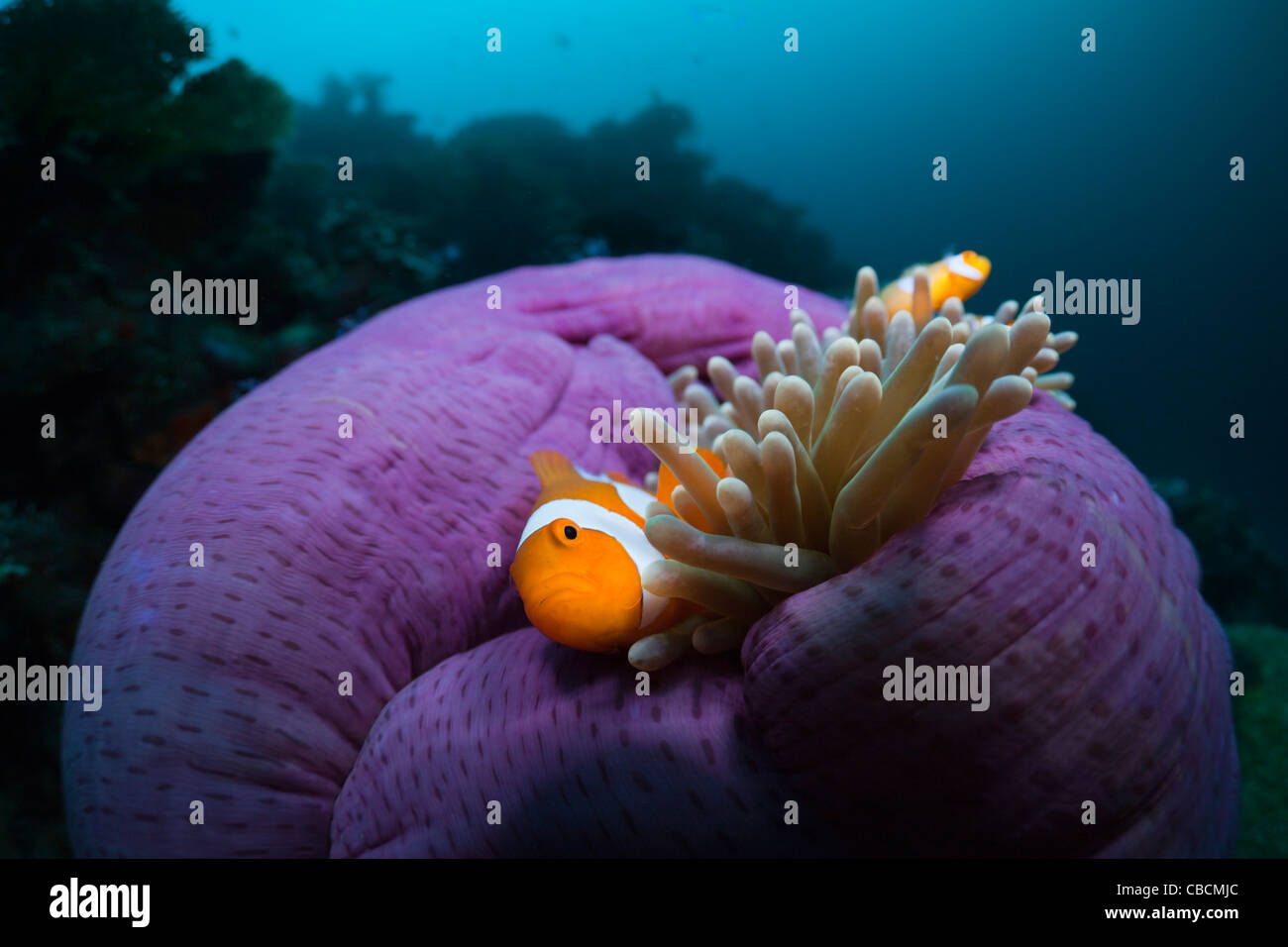 Clown Anemonefish in bleached Sea Anemone, Amphiprion ocellaris, Heteractis magnifica, West Papua, Indonesia Stock Photo