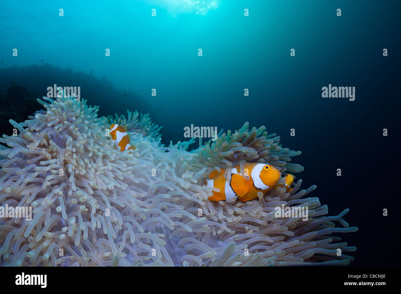 Clown Anemonefish in bleached Sea Anemone, Amphiprion ocellaris, Heteractis magnifica, West Papua, Indonesia Stock Photo