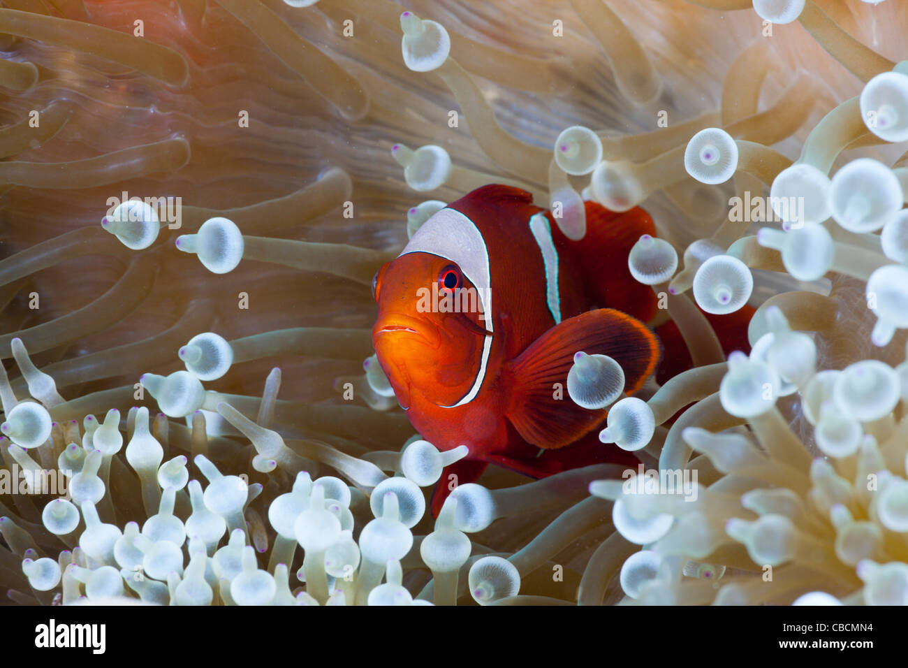 Spinecheek Clownfish in white Bubble Tip Sea Anemone, Premnas aculeatus, Entacmaea quadricolor West papua Indonesia Stock Photo