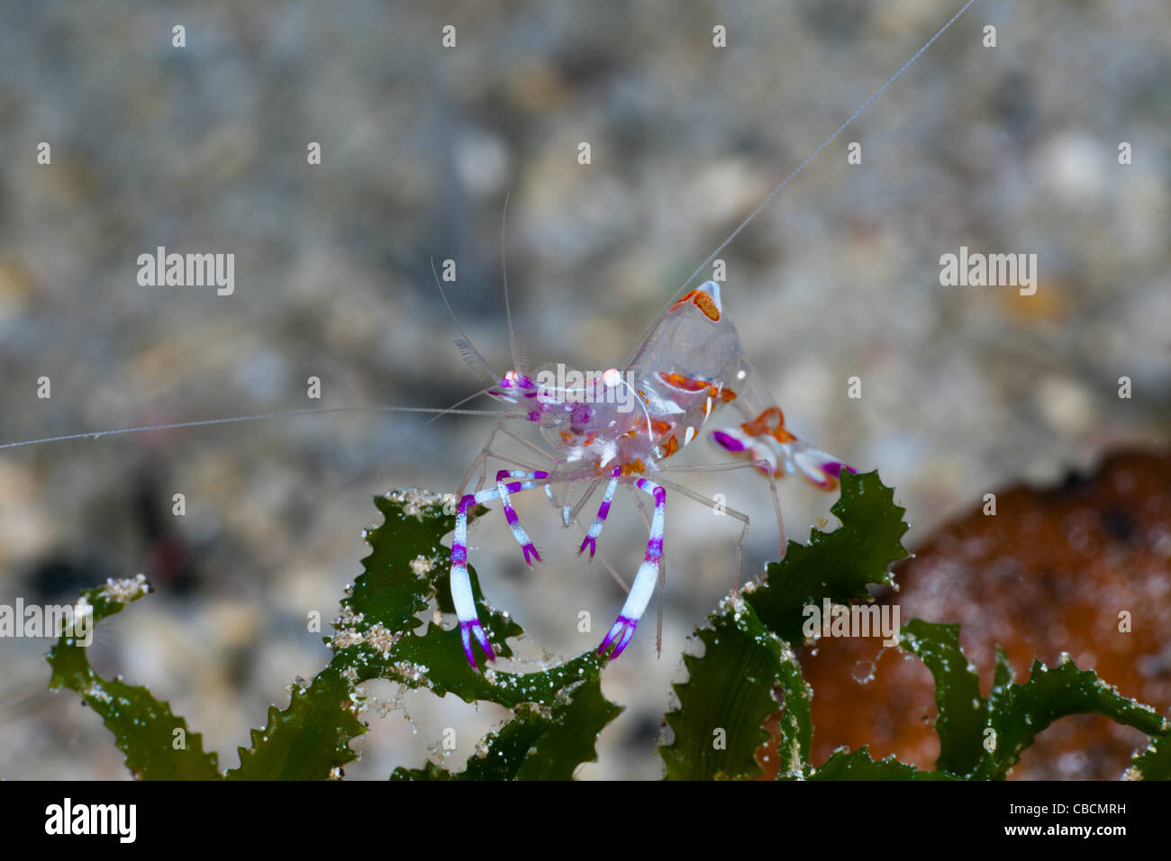 Closeup of Commensal Shrimp, Periclimenes cf. venustus, Cenderawasih Bay, West Papua, Indonesia Stock Photo