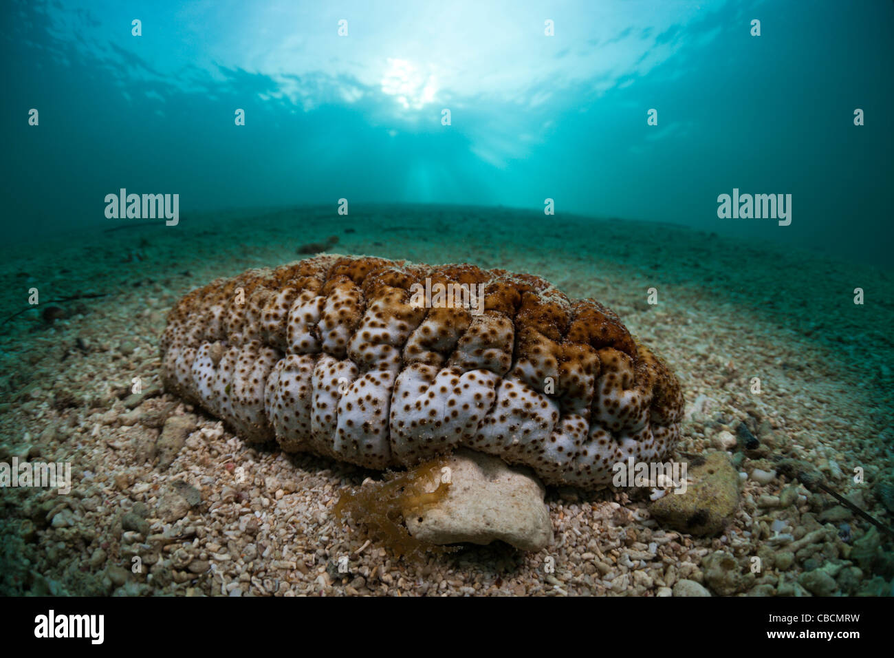Sea Cucumber on Sand, Holothuroidea, Cenderawasih Bay, West Papua, Indonesia Stock Photo