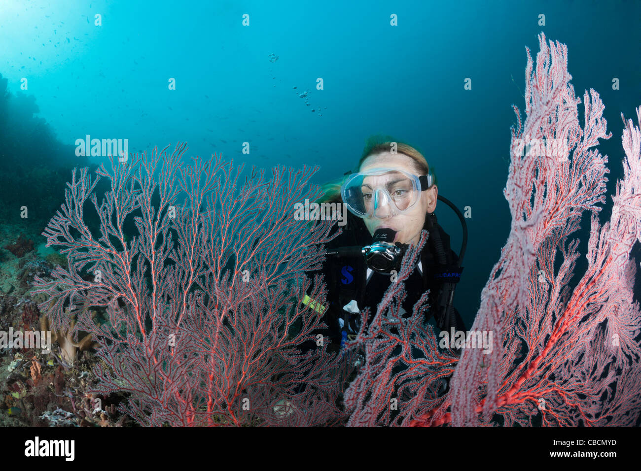 Scuba diver and Seafan, Melithaea sp., Cenderawasih Bay, West Papua, Indonesia Stock Photo