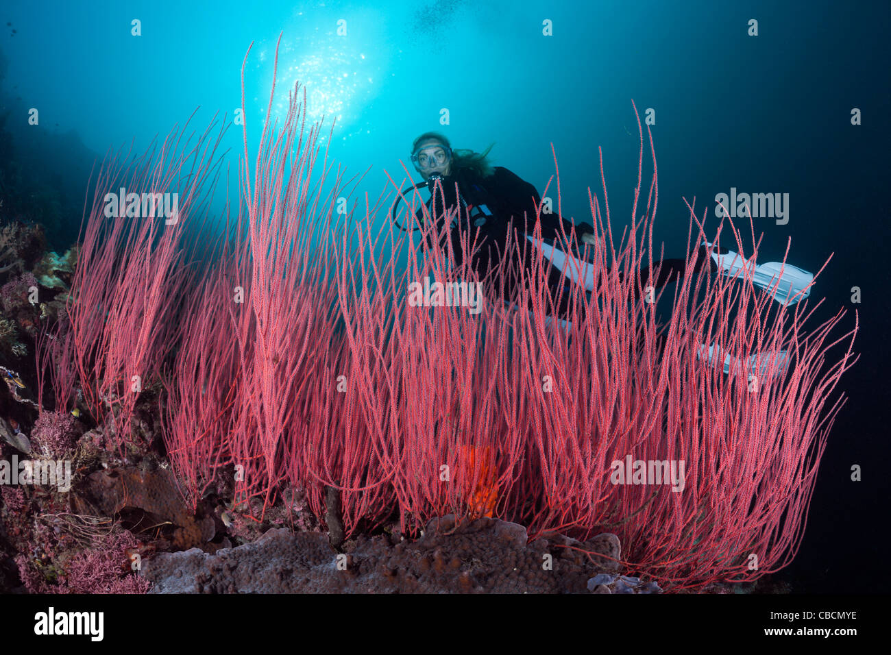 Scuba Diver and Whip corals, Ellisella ceratophyta, Cenderawasih Bay, West Papua, Indonesia Stock Photo