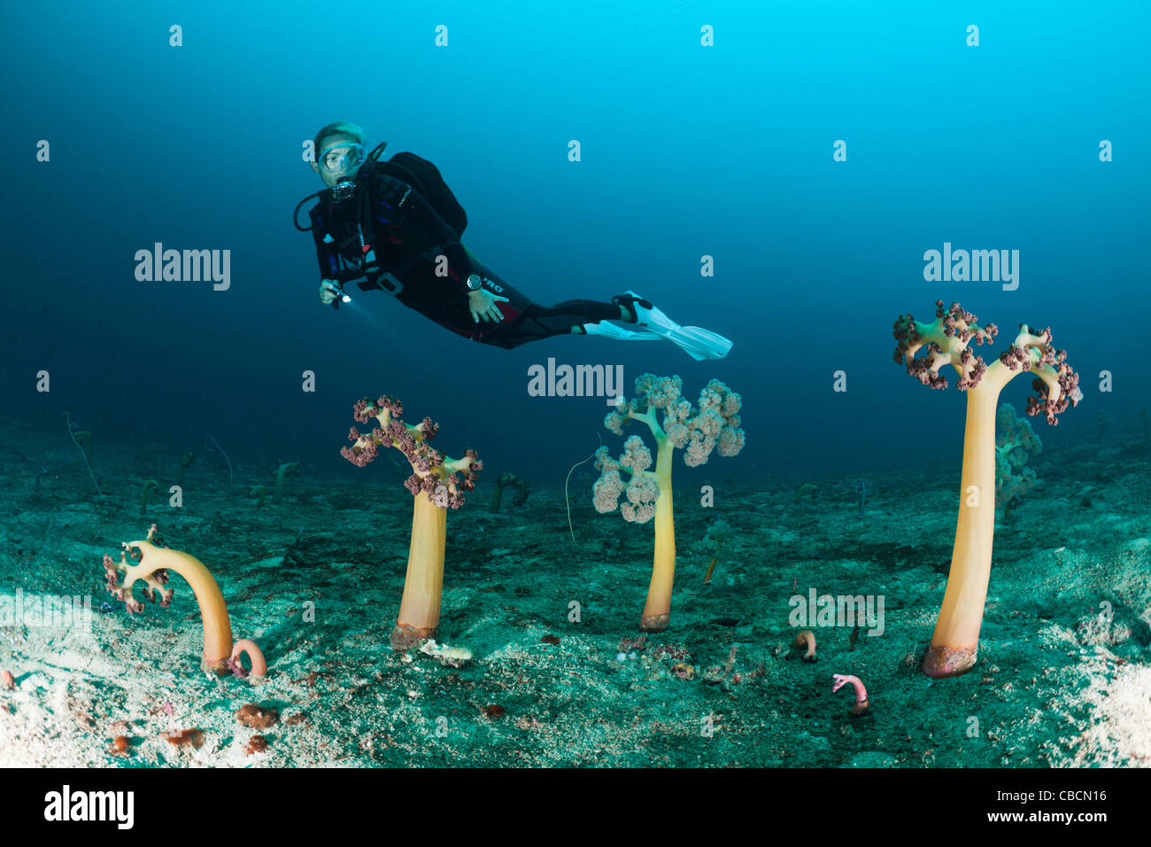 Scuba Diver and Soft Corals, Umbellulifera sp., Cenderawasih Bay, West Papua, Indonesia Stock Photo