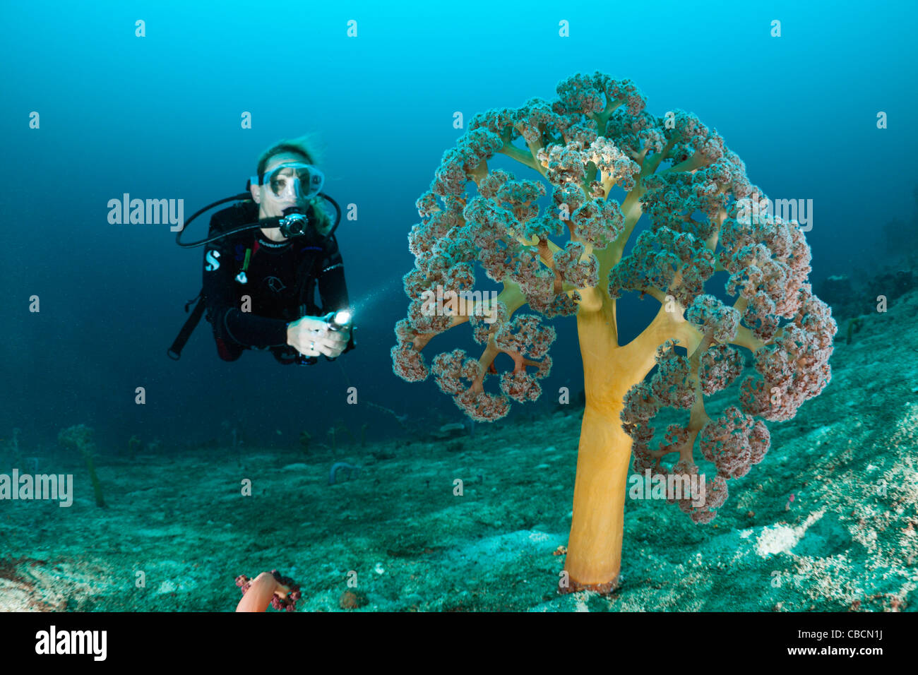 Scuba Diver and Soft Corals, Umbellulifera sp., Cenderawasih Bay, West Papua, Indonesia Stock Photo