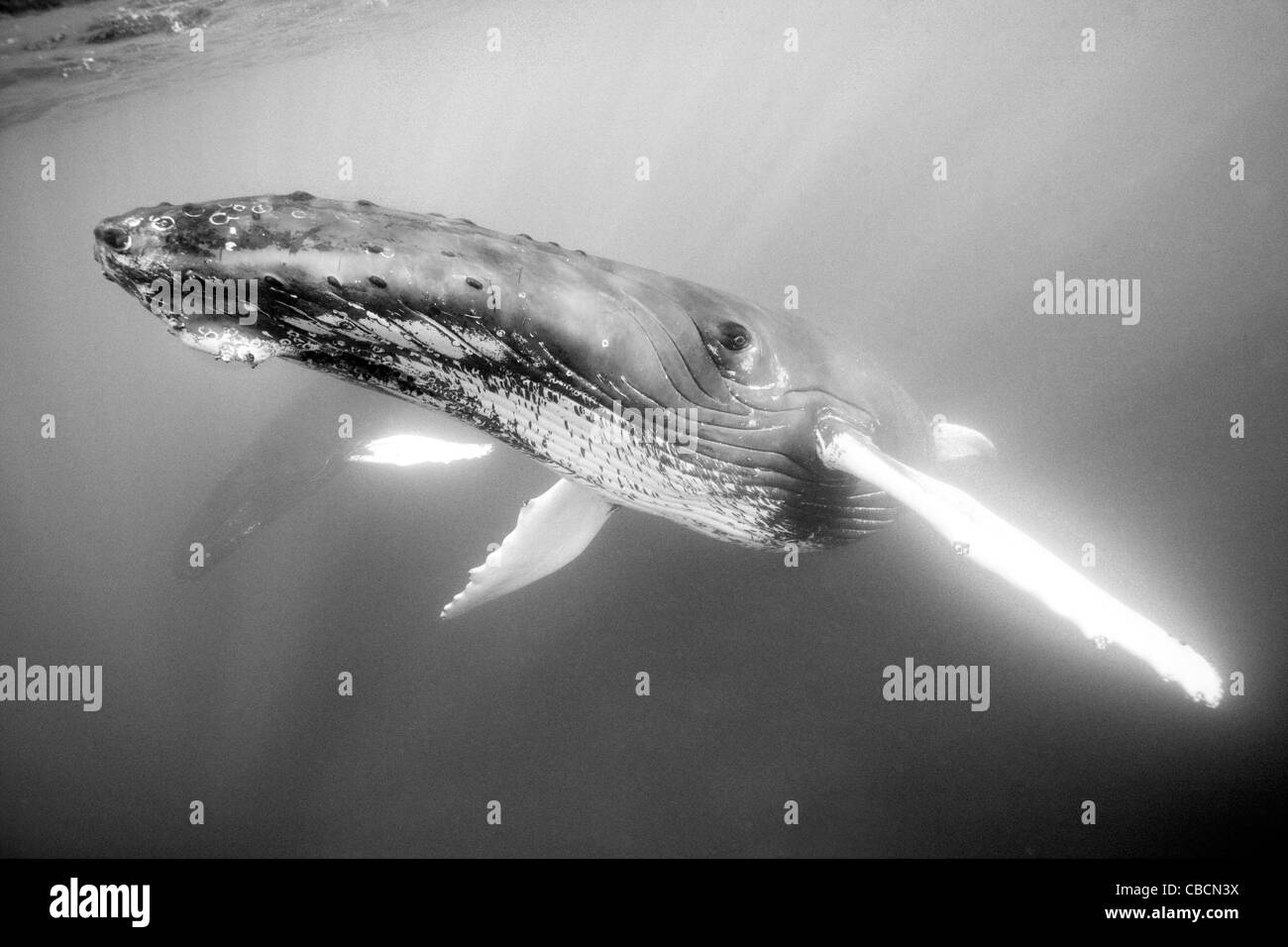 Humpback Whale, Megaptera novaeangliae, Silver Bank, Atlantic Ocean, Dominican Republic Stock Photo