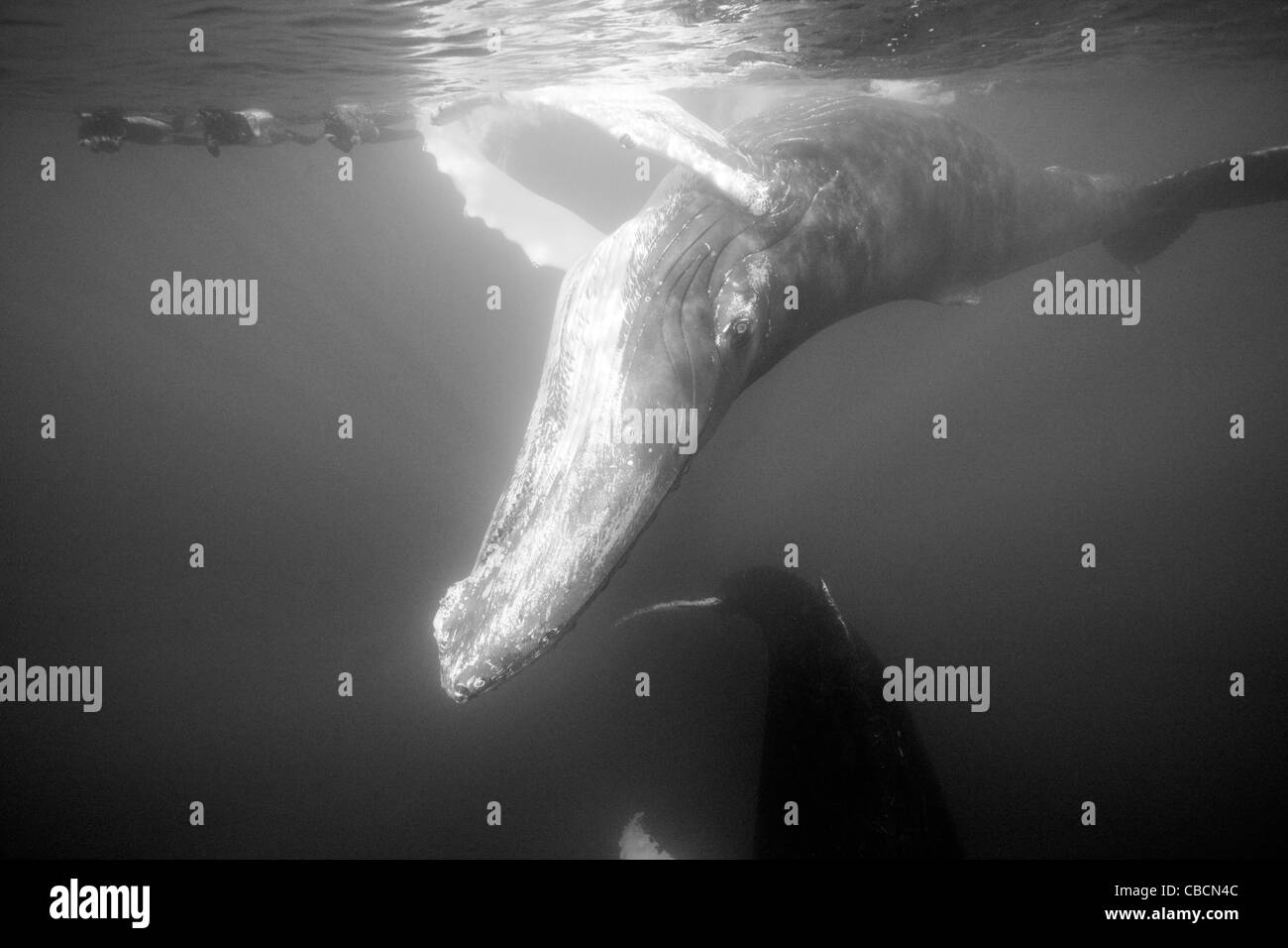 Humpback Whale and Free Diver, Megaptera novaeangliae, Silver Bank, Atlantic Ocean, Dominican Republic Stock Photo