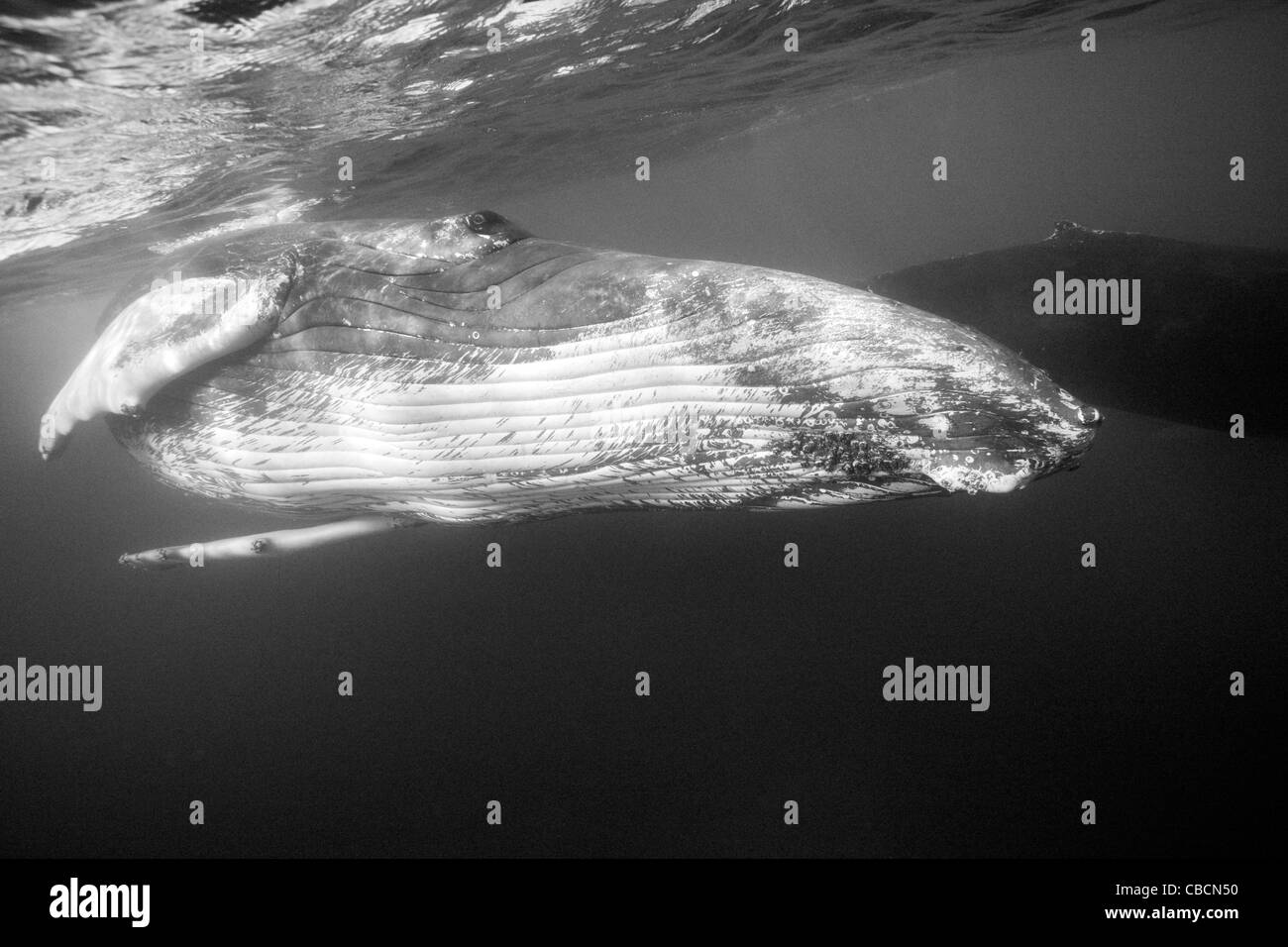 Humpback Whale, Megaptera novaeangliae, Silver Bank, Atlantic Ocean, Dominican Republic Stock Photo