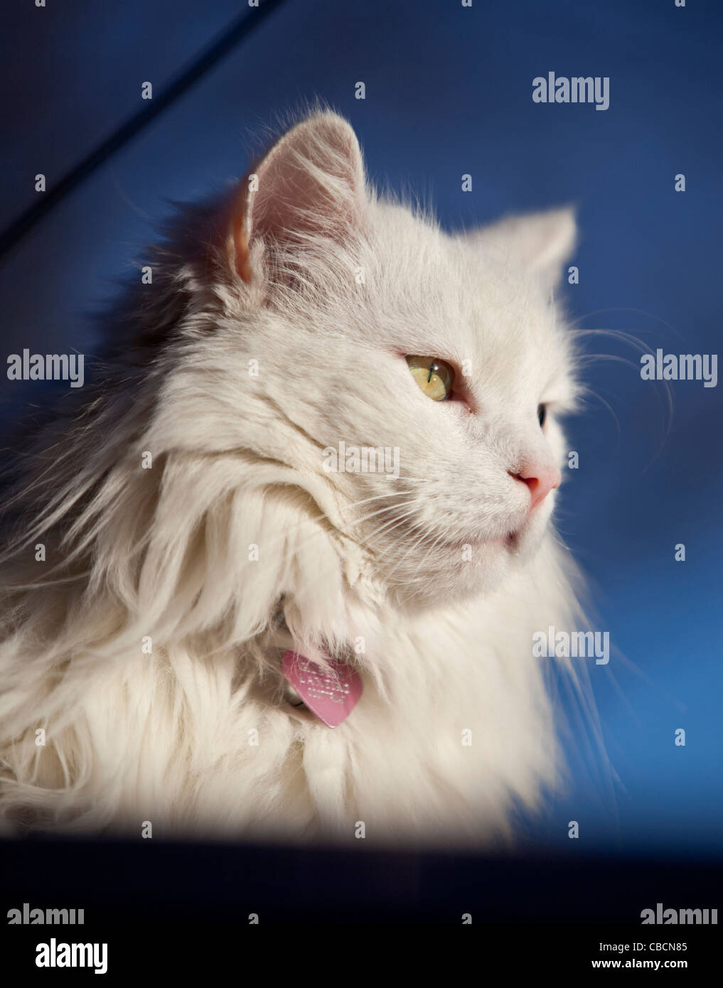 Close up portrait of a white Persian domestic cat Stock Photo - Alamy