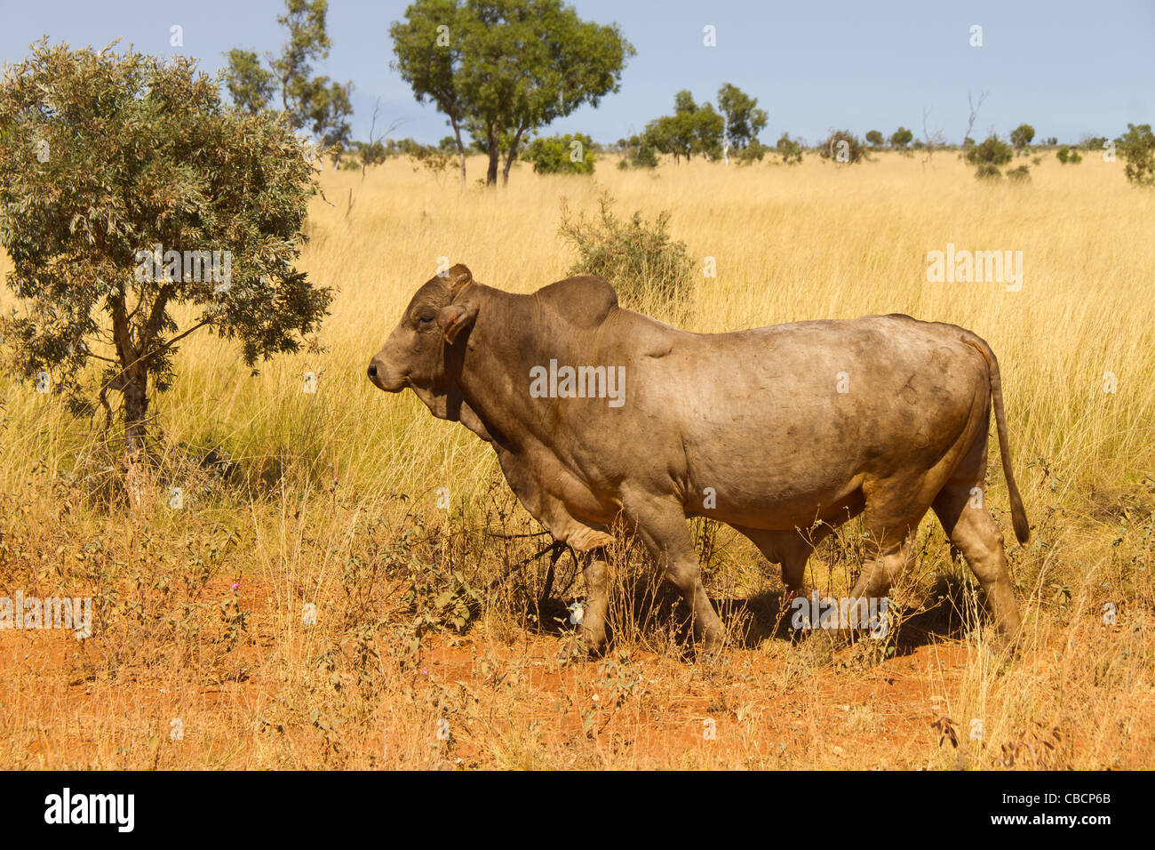 Brahman Bull Stock Photo