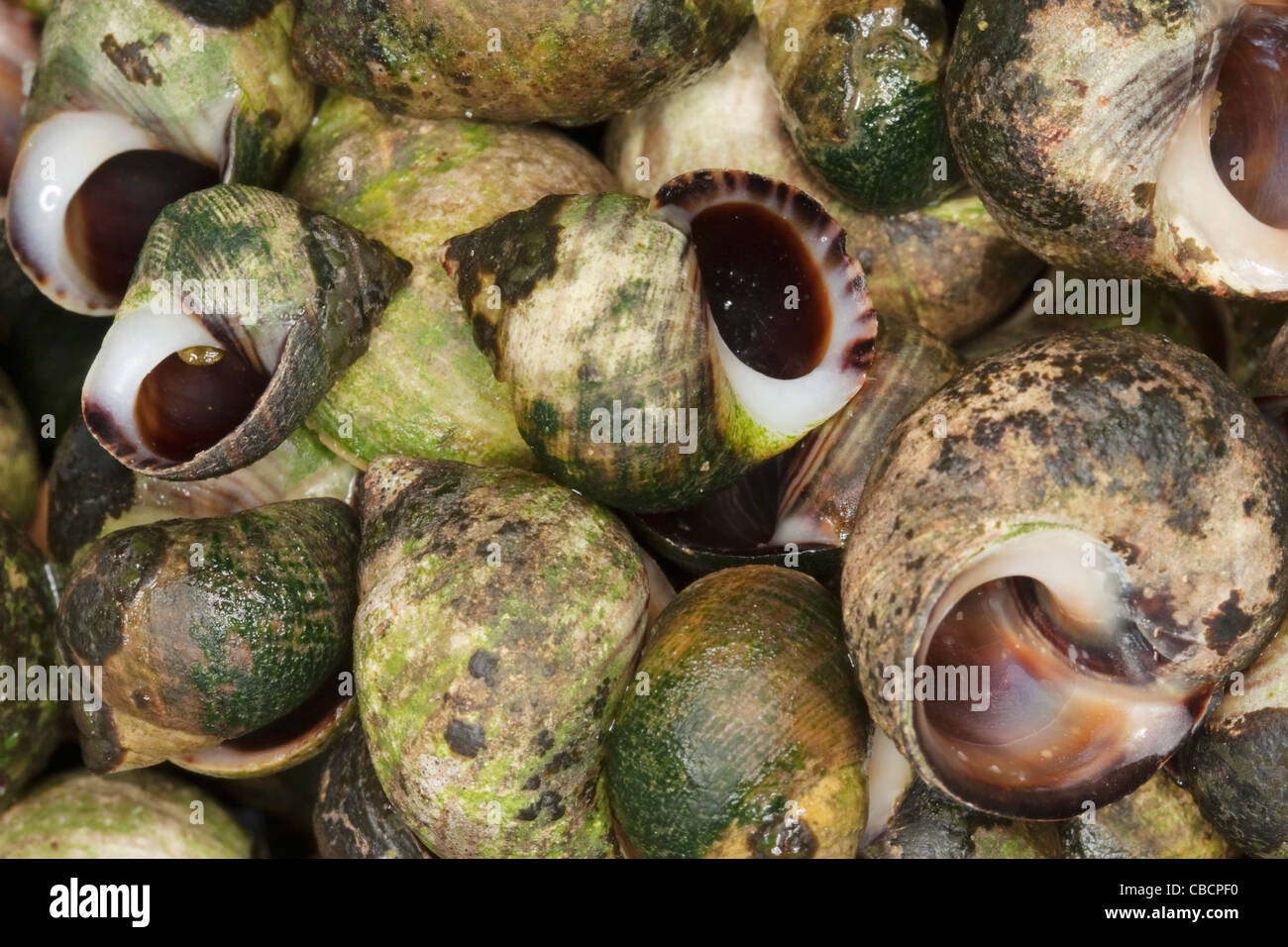 Empty shells from cooked common periwinkles or winkles, scientific name Littorina Littorea. Stock Photo