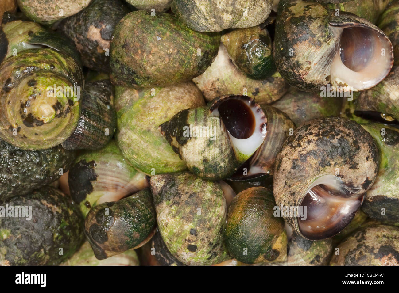 Empty shells from cooked common periwinkles or winkles, scientific name Littorina Littorea. Stock Photo