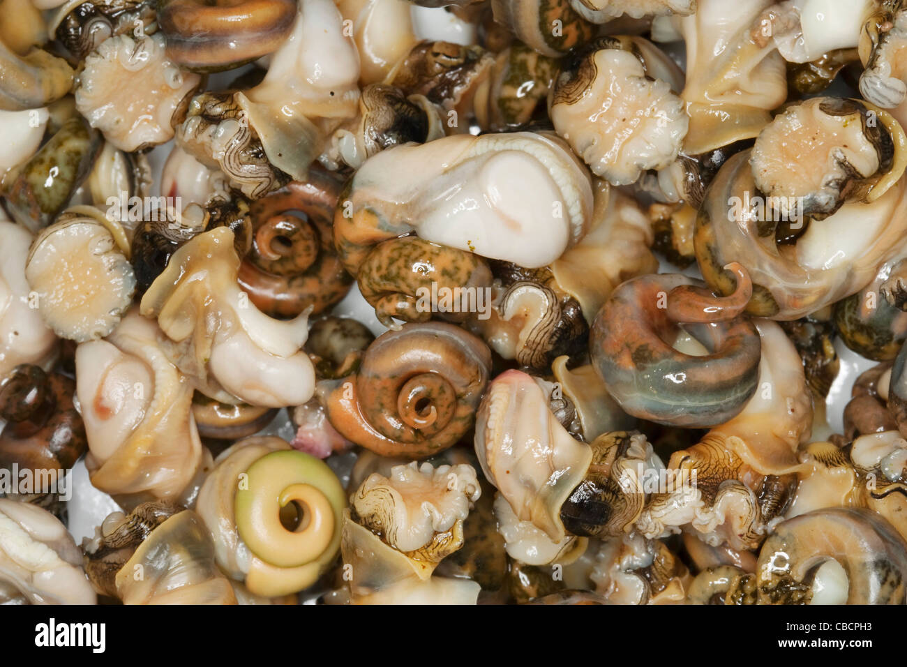 Cooked common periwinkles or winkles, scientific name Littorina Littorea,extracted from their shells Stock Photo