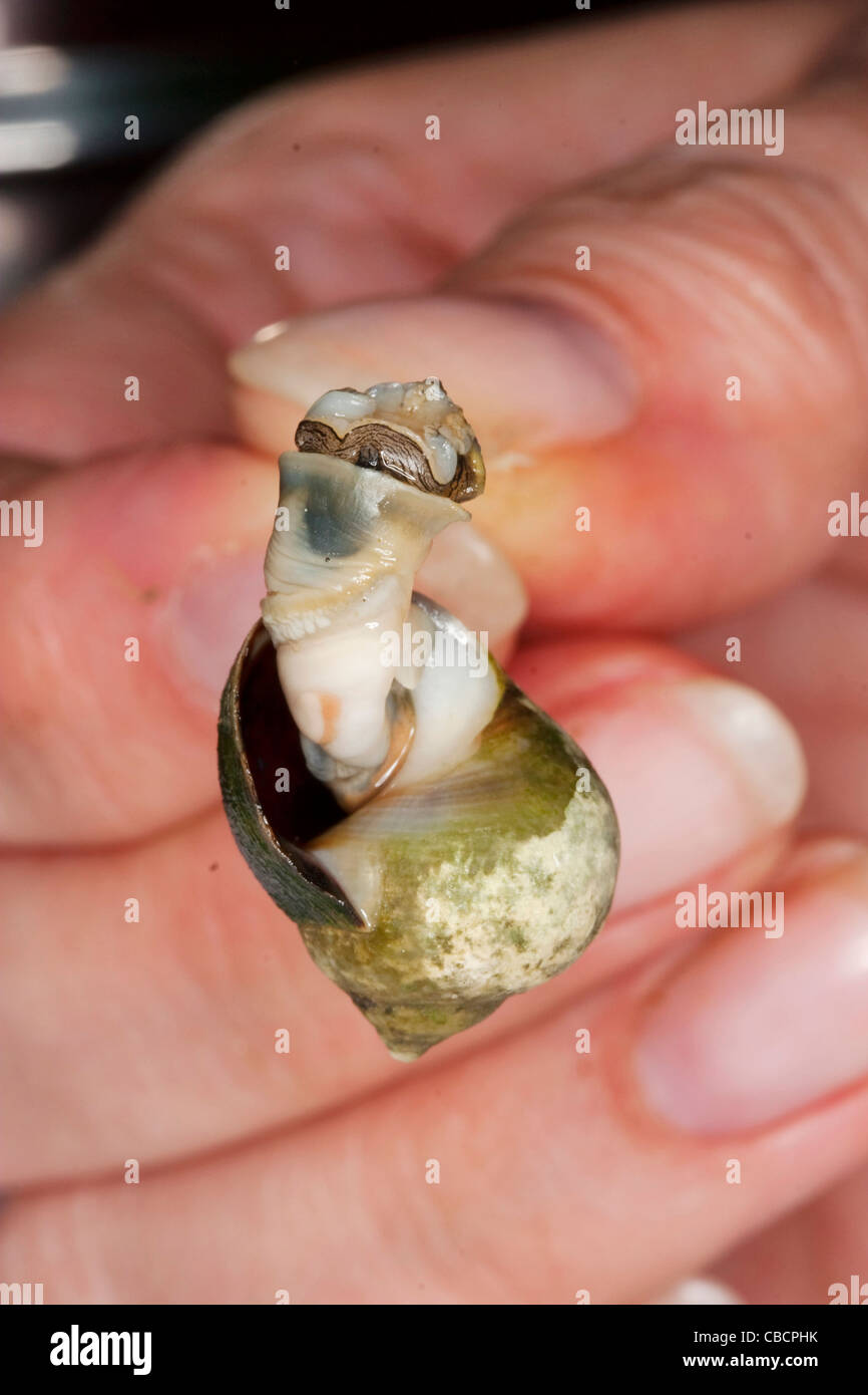 A cooked common periwinkle or winkle, scientific name Littorina Littorea being extracted from its shell with a needle. Stock Photo