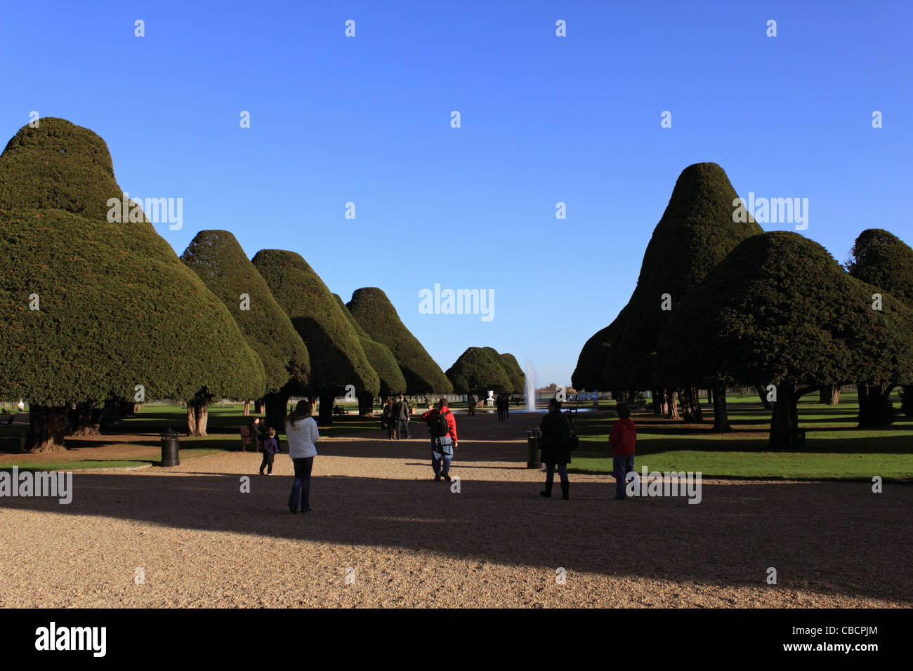 Shaped yew trees at Hampton Court Palace. Molesey England UK Stock Photo