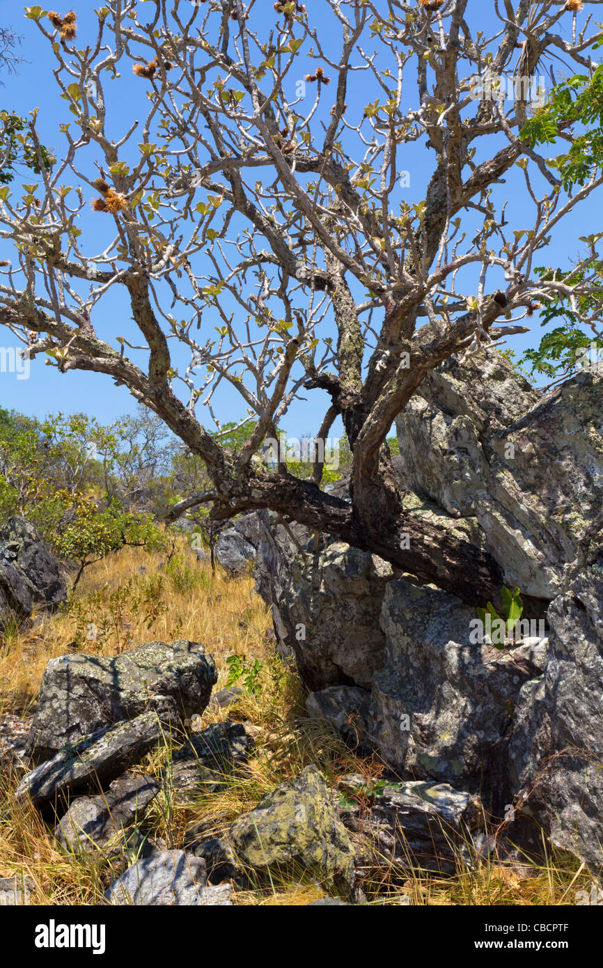 Savanna biome called cerrado, Brazil Highlands: vegetation on rock outcrop: tree in Wunderlichia crulsiana of Asteraceae family. The cerrado is a biodiversity hotspot Stock Photo