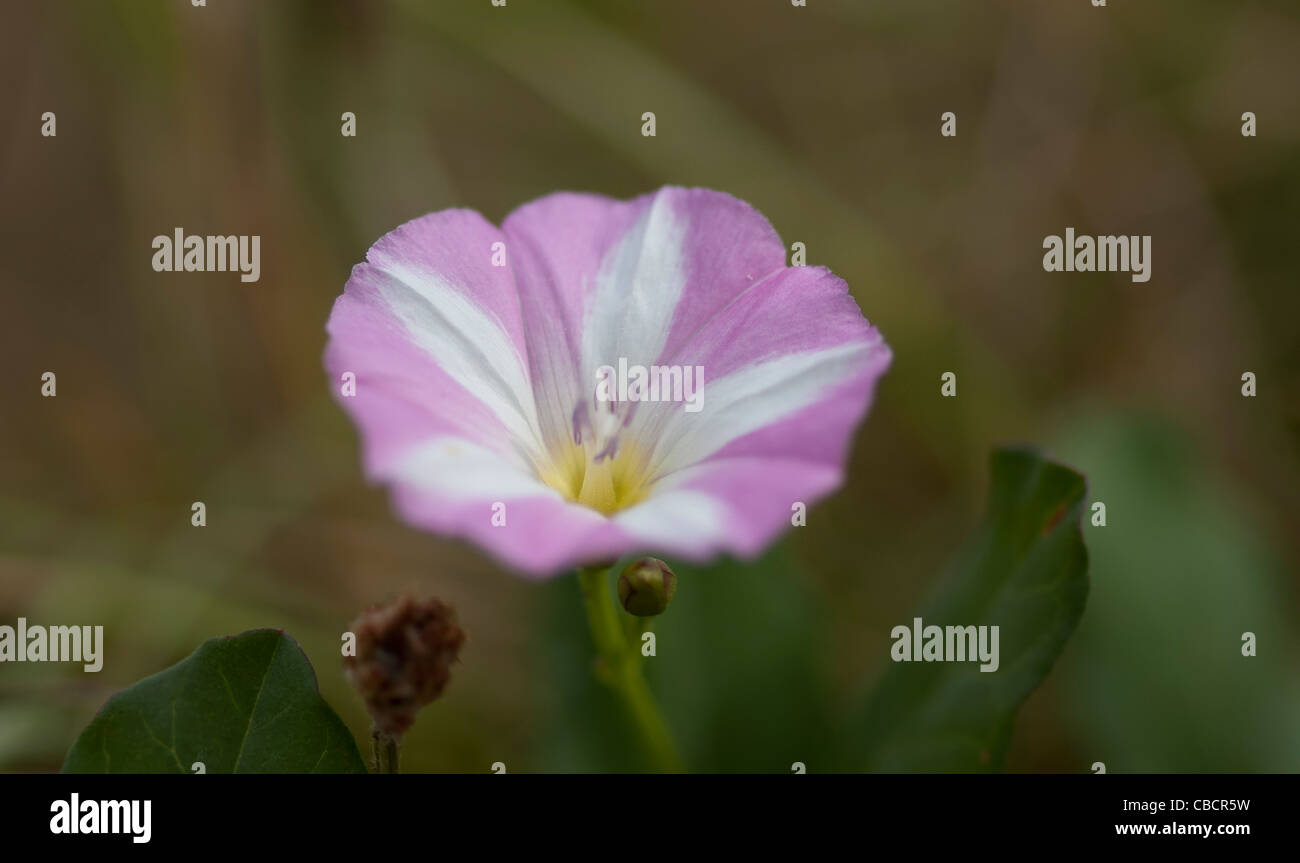 Field Bindweed Flower Stock Photo Alamy