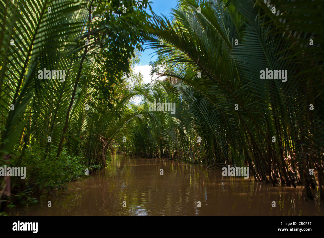 Palm trees forming a tunnel in Tan Thach near Ben Tre in Mekong Delta at the hearth of Southern Vietnam Stock Photo