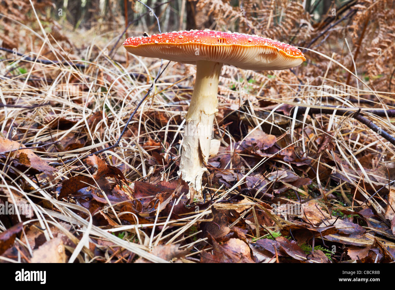 Red and white spotted Fly Agaric (Amanita Muscaria) toadstool in ...