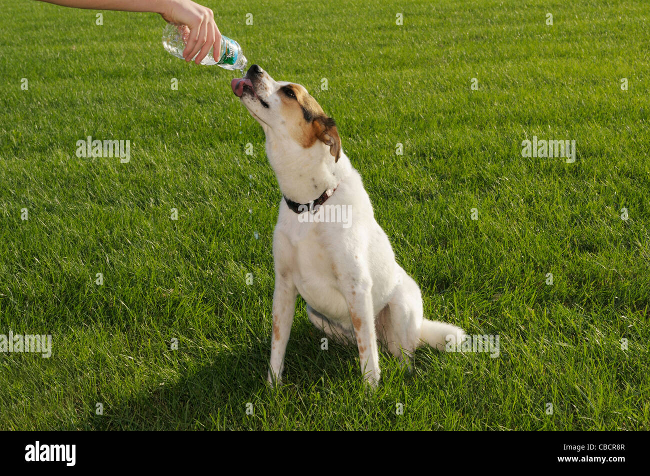 Dog drinking water from a bottle Stock Photo