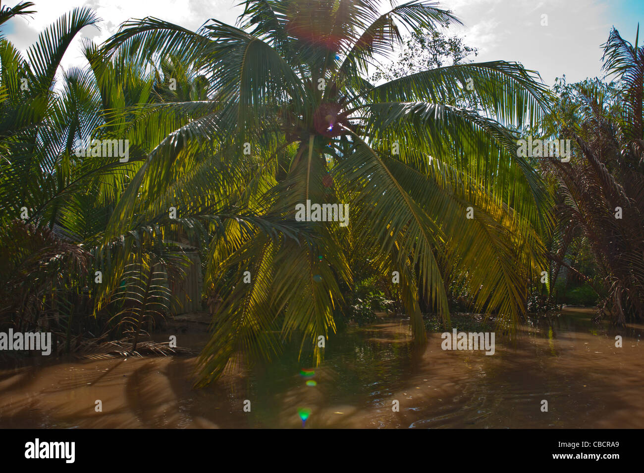 Palm tree lying low over Mekong river delta near Tan Thach, Ben Tre, Southern Vietnam Stock Photo