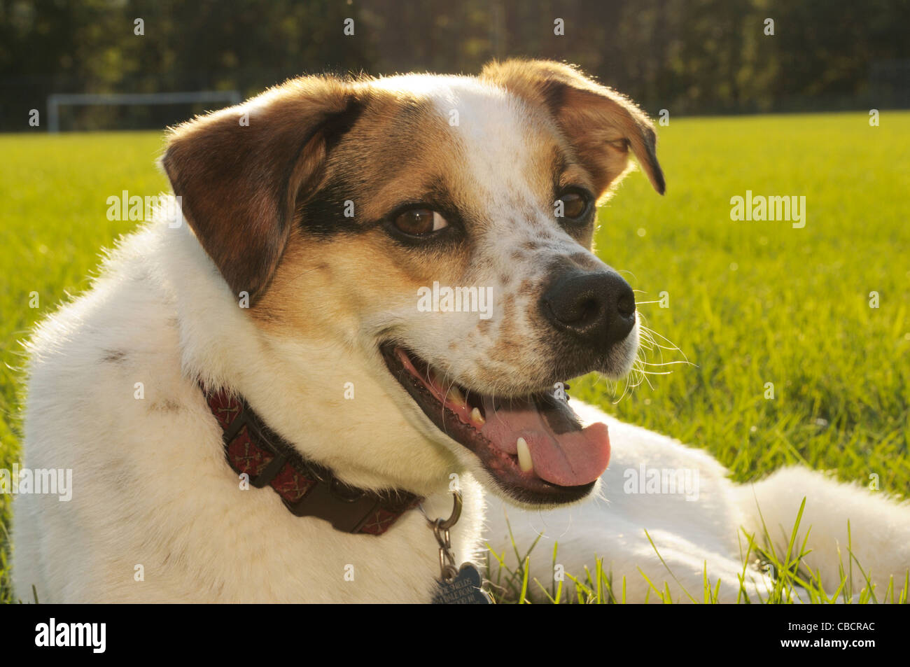 Close-up of dog on playing field Stock Photo