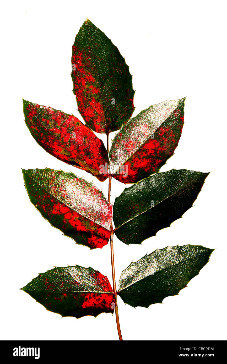 7 Leaves Leaves Leaf Tree Red Green Stock Photo