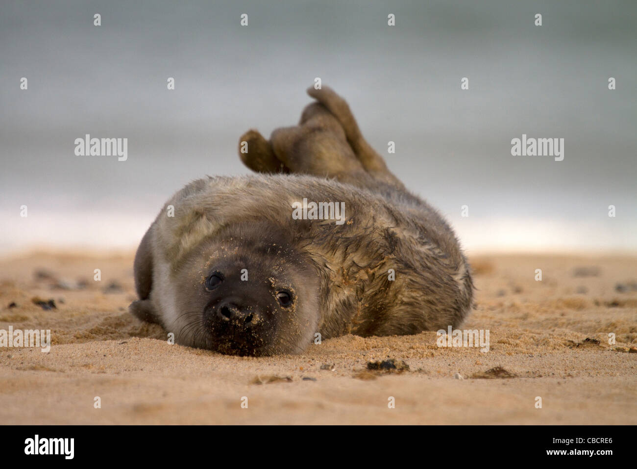 Chocolate colour Grey Seal pup, Halichoerus grypus resting on the beach Stock Photo