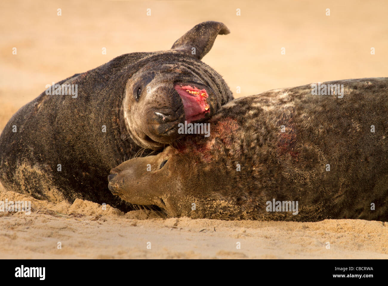 Two Grey Seal, Halichoerus grypus bulls battle for mating rights on the beach Stock Photo
