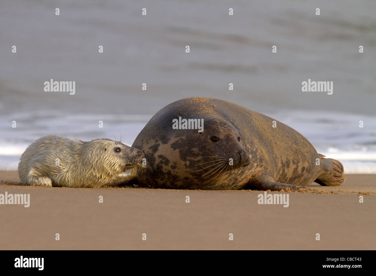 Seal Family On Beach High Resolution Stock Photography And Images