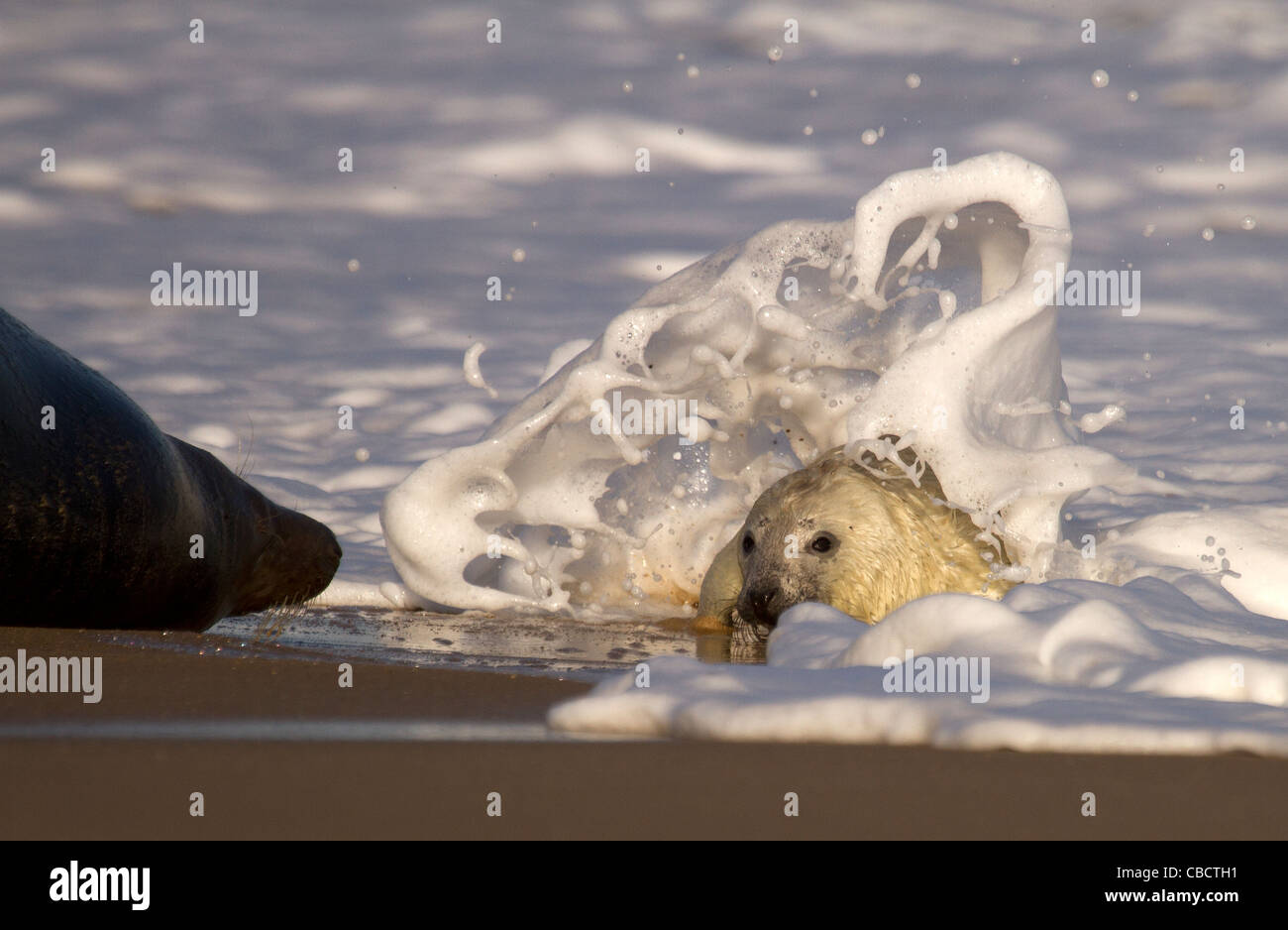 Grey Seal pup, Halichoerus grypus playing in the surf under the watchful gaze of its mum Stock Photo