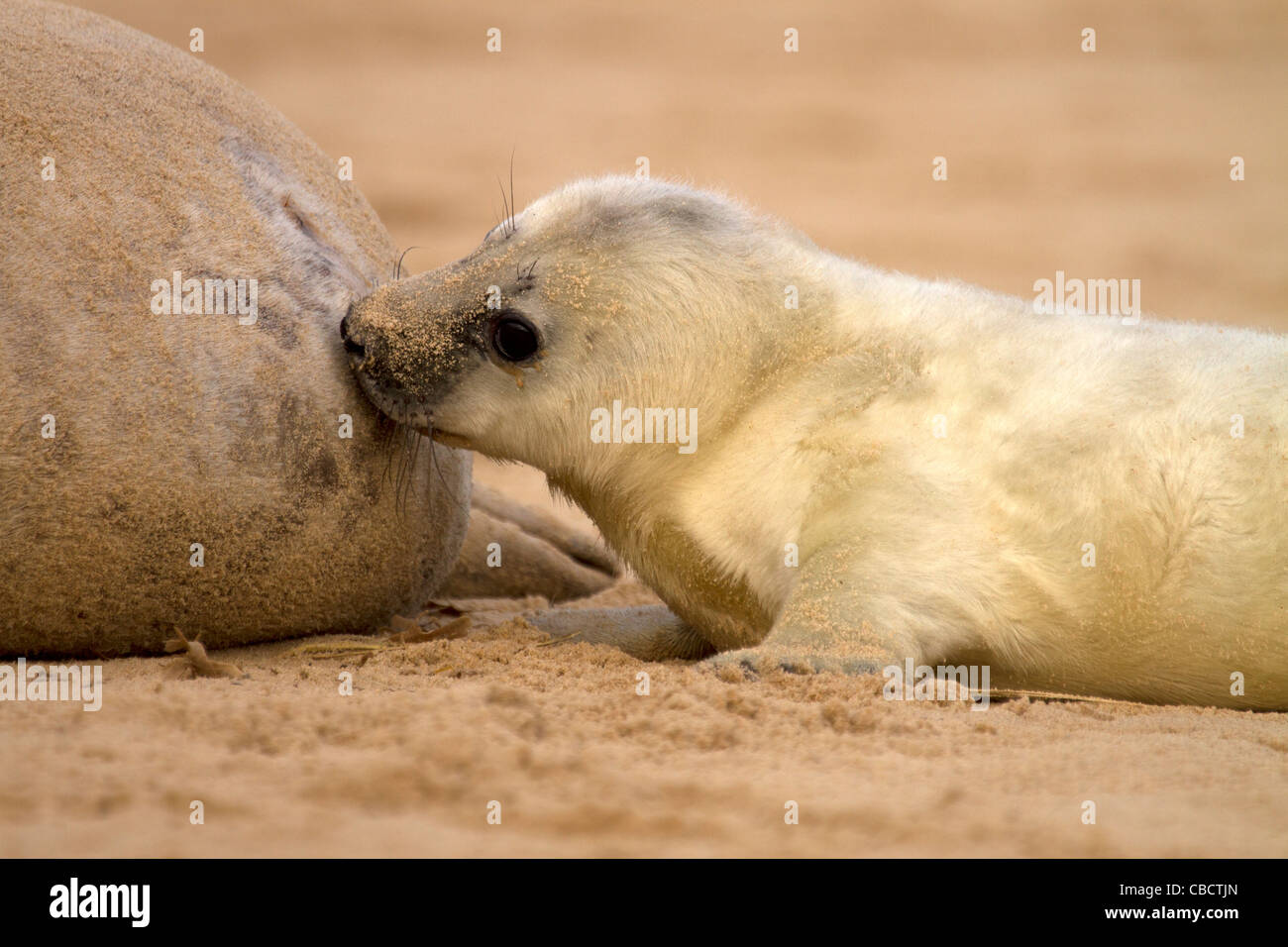 A Grey Seal pup, Halichoerus grypus suckles from its Mum on a Norfolk beach Stock Photo