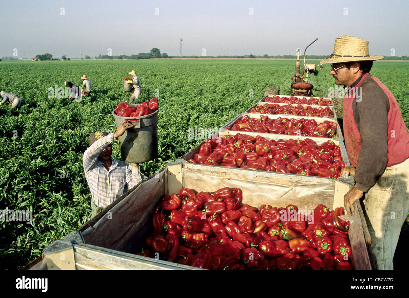 Bell Pepper Field Conveyors at Netlaurelblog Blog