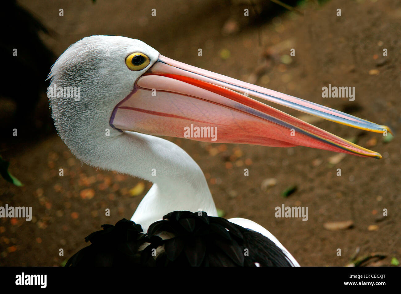 Australian Pelican (Pelecanus conspicillatus) Stock Photo