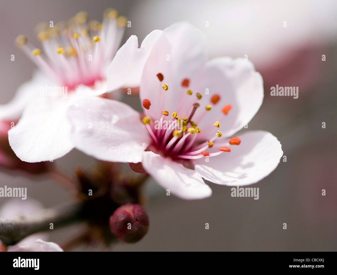 Early spring tree flower bloom in Virginia Stock Photo Alamy
