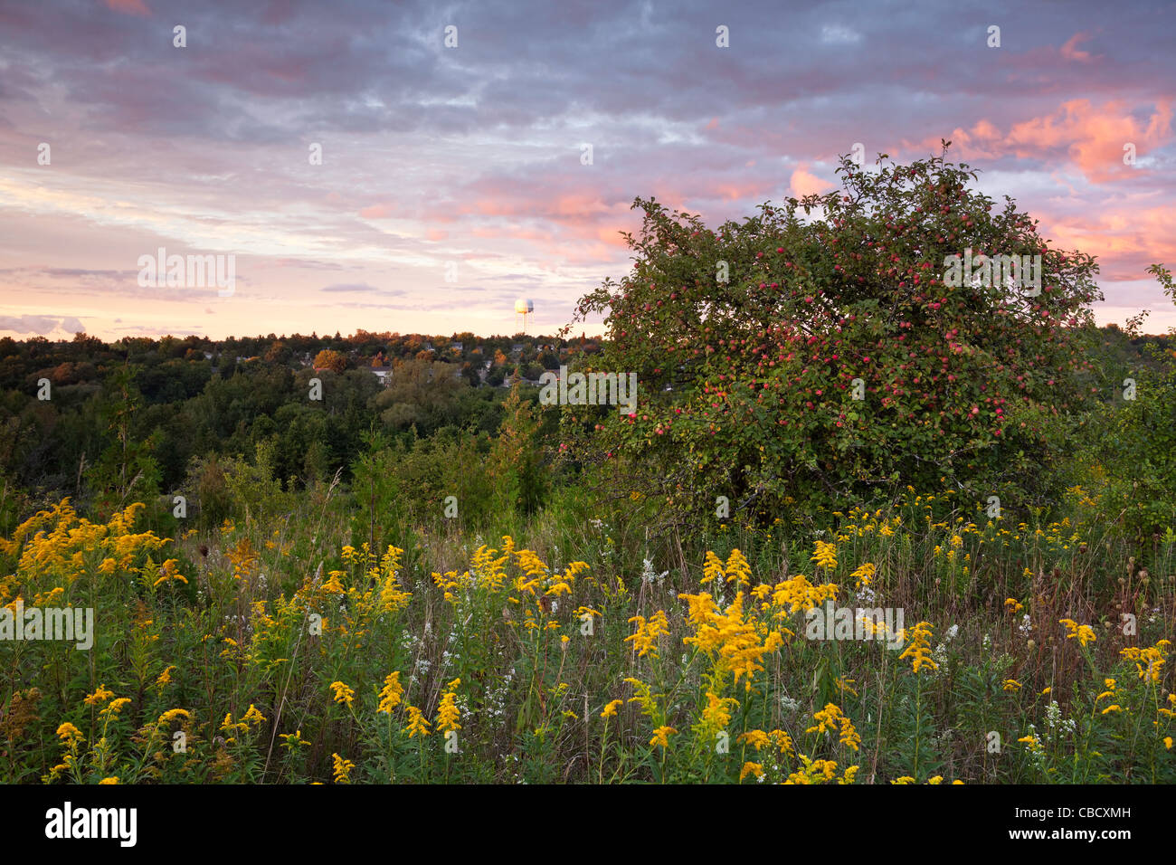 Goldenrod and an apple tree during sunset in Rogers Reservoir, East Gwillimbury, Ontario, Canada. Stock Photo