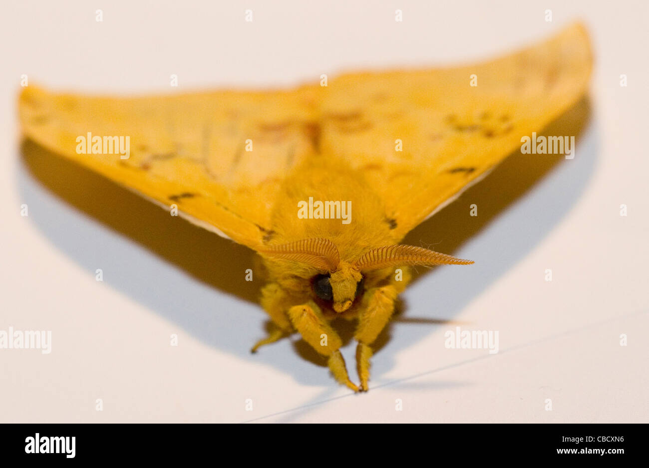 Automeris Io - Male Io Moth -- Yellow Fuzzy Moth on white background. Red markings with black blue white eyespots on back. Stock Photo