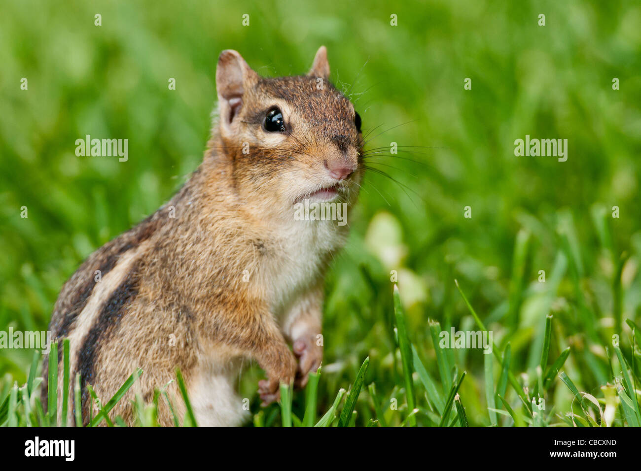 Eastern Chipmunk foraging in grassy field. Stock Photo
