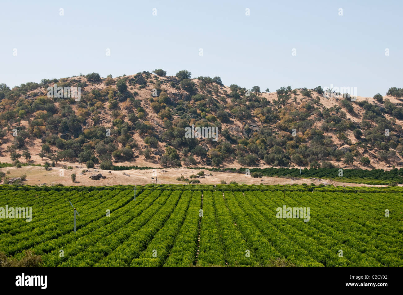 Orange groves california hires stock photography and images Alamy