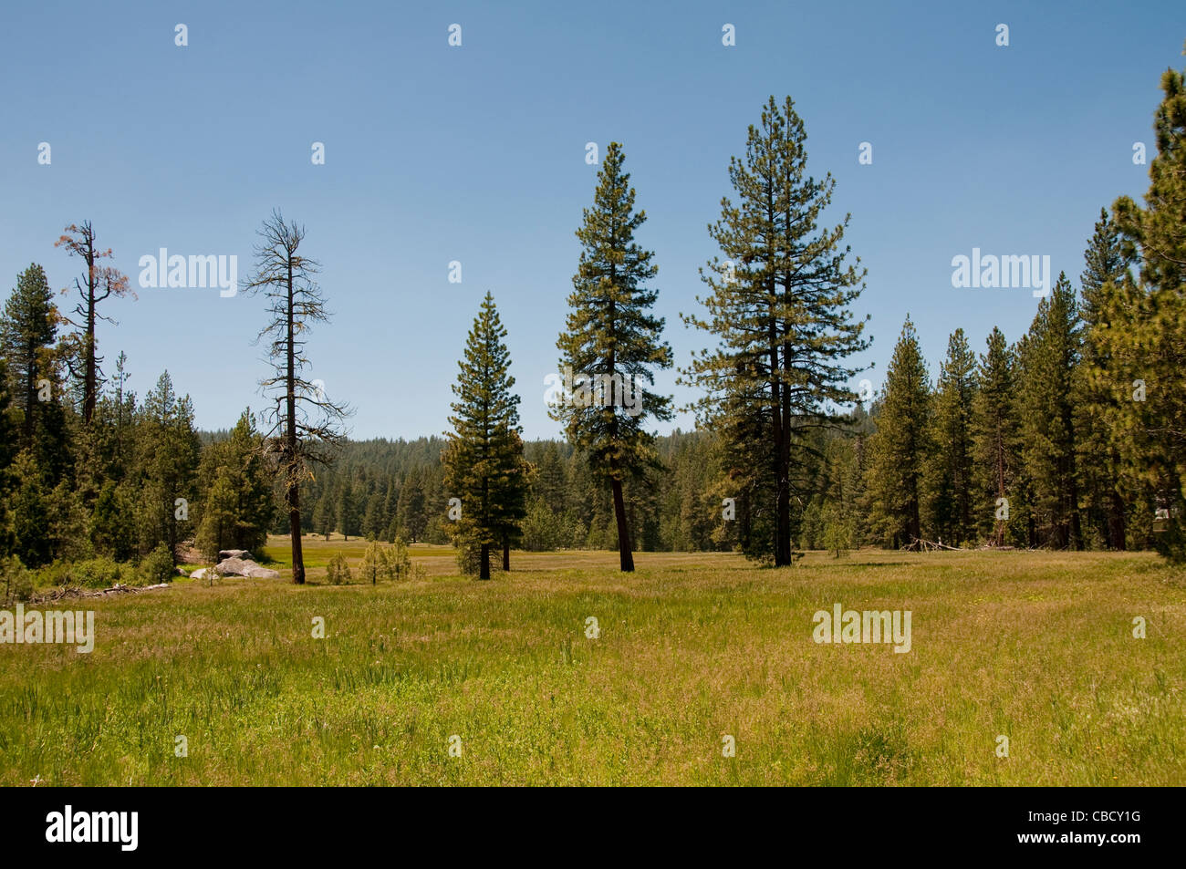 Princess Meadow, Kings Canyon National Park, California, USA. Photo