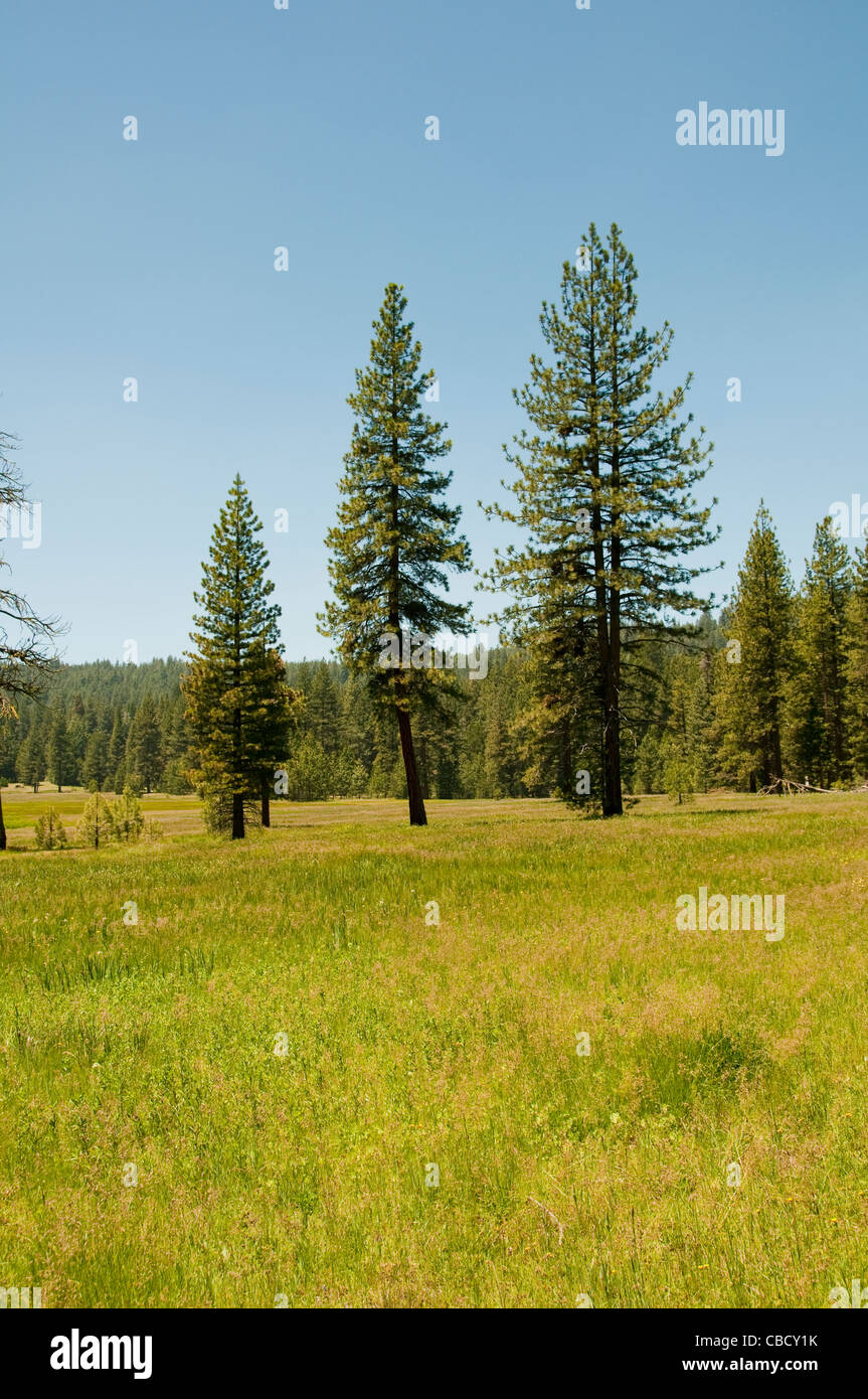 Princess Meadow, Kings Canyon National Park, California, USA. Photo