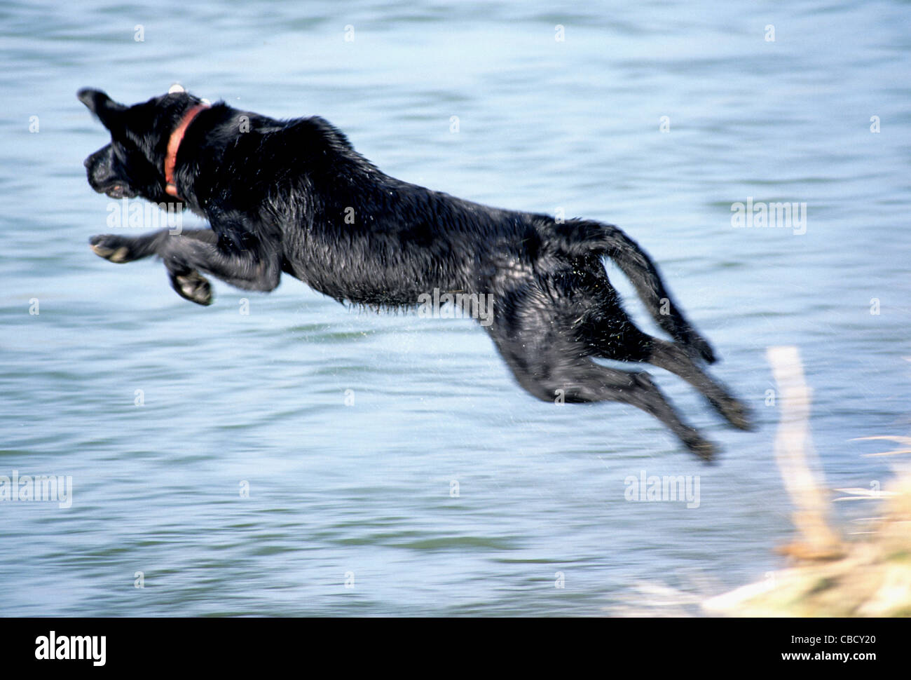 Black Labrador retriever jumping into water Stock Photo Alamy