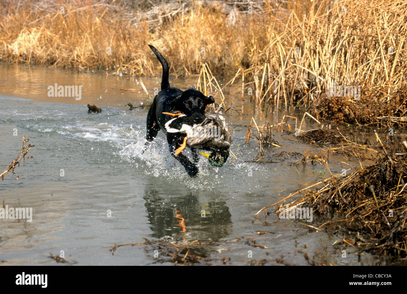 Black Labrador retriever retrieving mallard Stock Photo