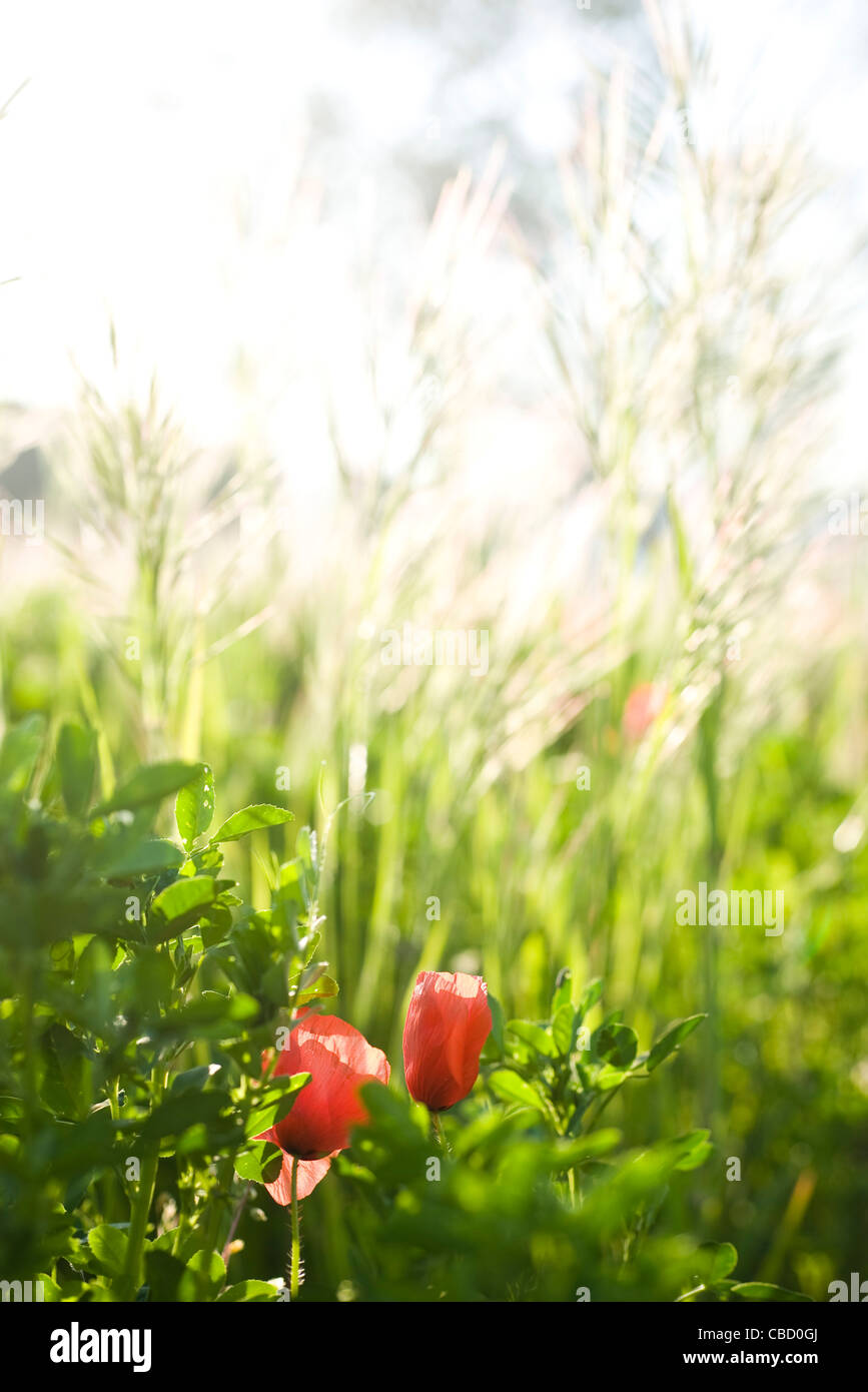Poppies in tall grass hi-res stock photography and images - Alamy