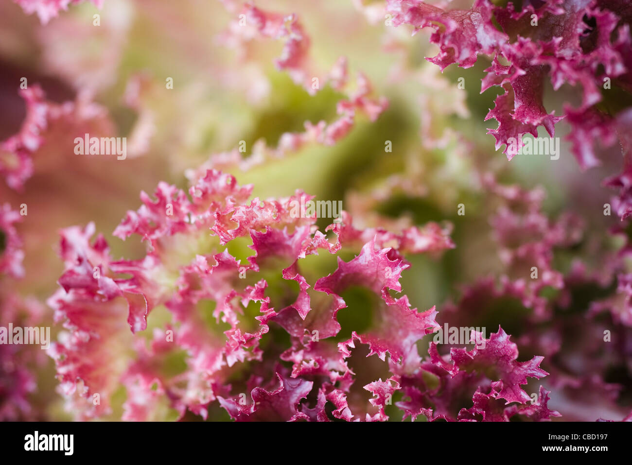 Lollo Rosso lettuce, close-up Stock Photo