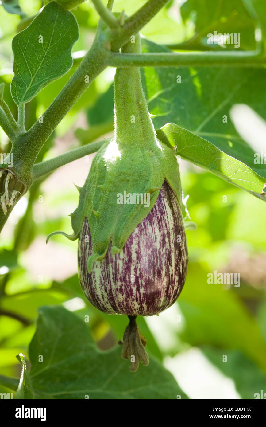 Scarlet Eggplant Fruiting Plant Genus Solanum Stock Photo 1009133449