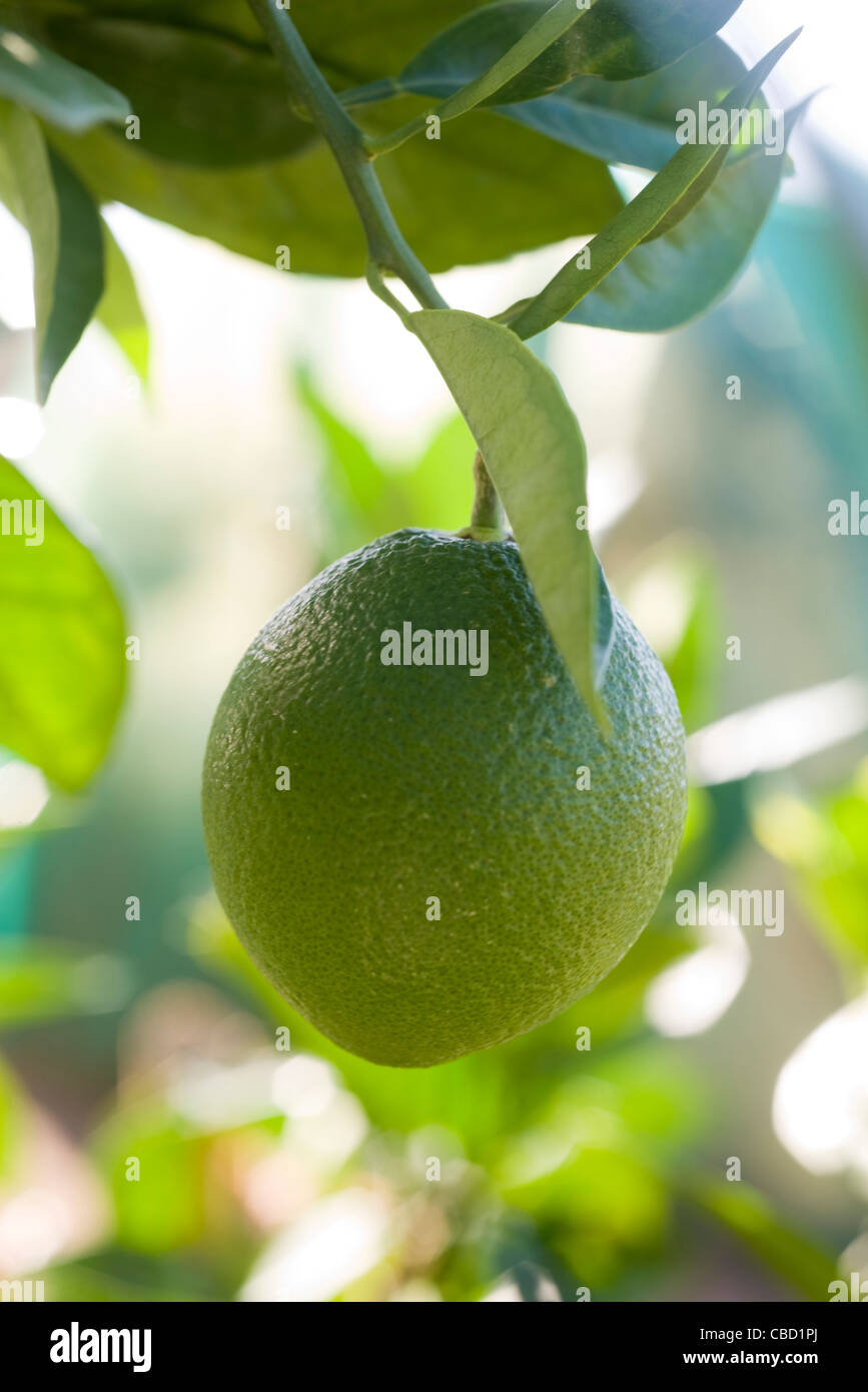 Lime growing on tree Stock Photo Alamy