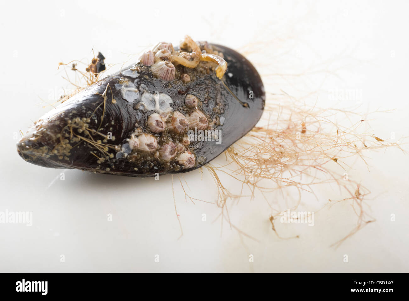 Fresh mussel covered with barnacles Stock Photo